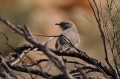 Arabische Babbelaar